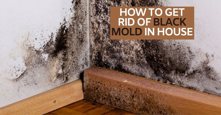 How to Get Rid of Black Mold in House