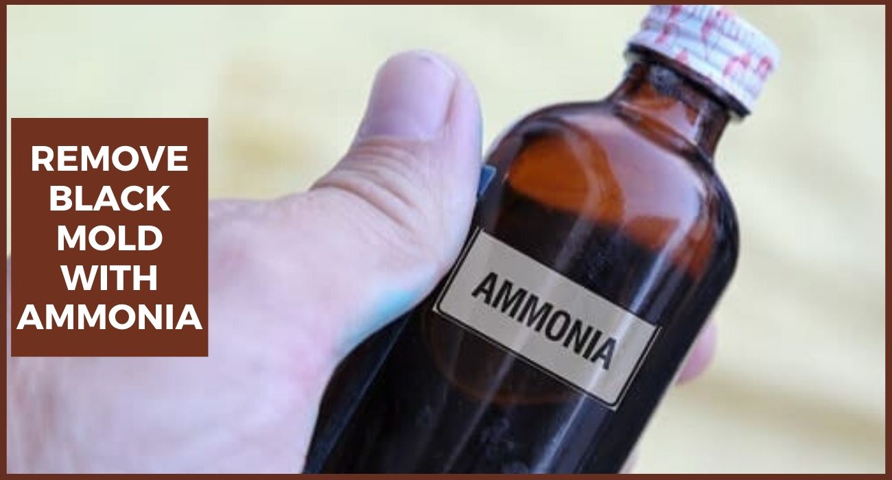 How To Get Rid Of Black Mold In House Expert's Solution