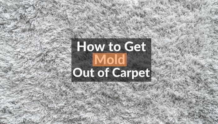 How to Get Mold Out of Carpet