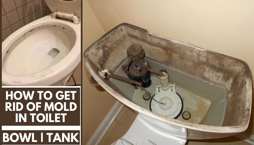 How to Get Rid of Mold in Toilet