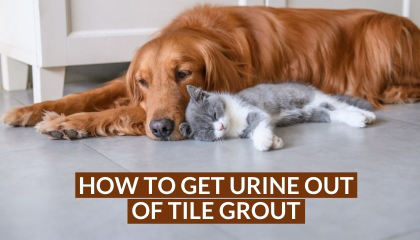 How to Get Urine Out of Tile Grout
