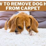how to remove dog hair from carpet
