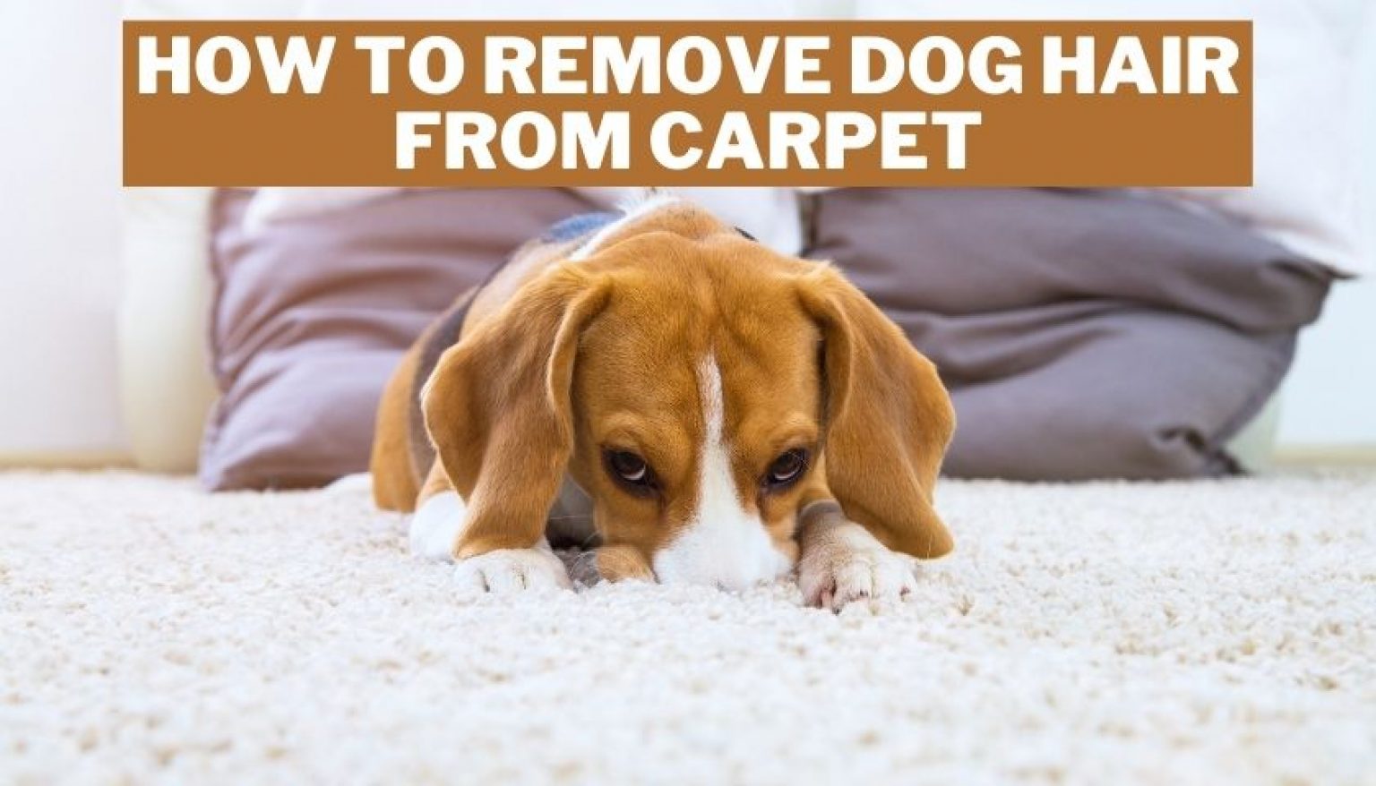How to Remove Dog Hair from Carpet With & Without a Vacuum