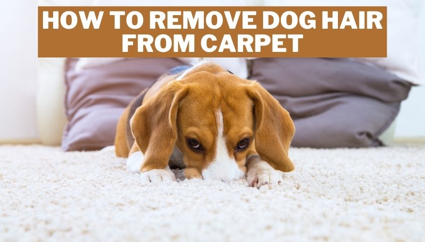 how to remove dog hair from carpet