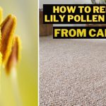 how to remove lily pollen stains from carpet