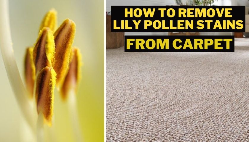 how to remove lily pollen stains from carpet