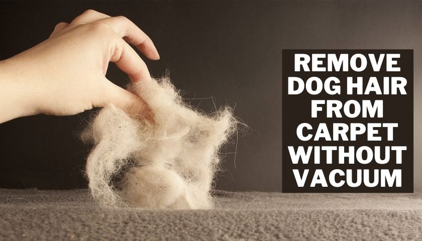 Remove Dog Hair from Carpet without vacuum