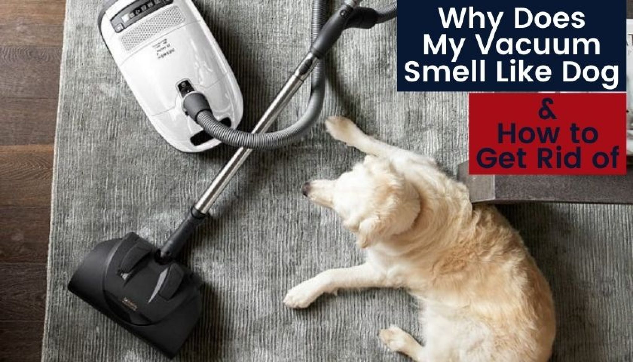 Why Does My Vacuum Smell Like Dog & How to Get Rid of