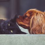 How to Keep House Smelling Good With Pets