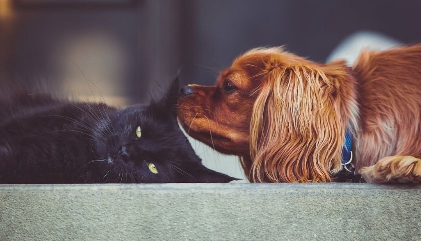 How to Keep House Smelling Good With Pets