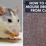 How to Clean Mouse Droppings from Carpet