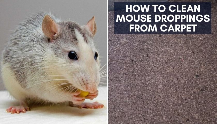 How to Clean Mouse Droppings from Carpet