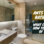 what causes ants in the bathroom