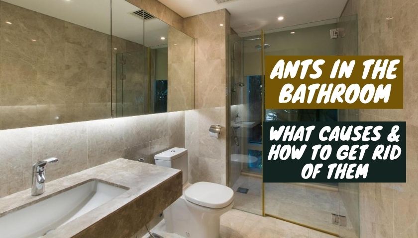 what causes ants in the bathroom