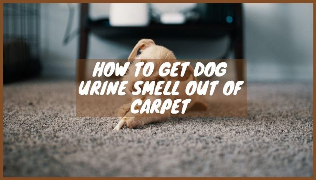 How to Get Dog Urine Smell Out of Carpet 3 Effective Ways