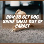 How to Get Dog Urine Smell Out of Carpet