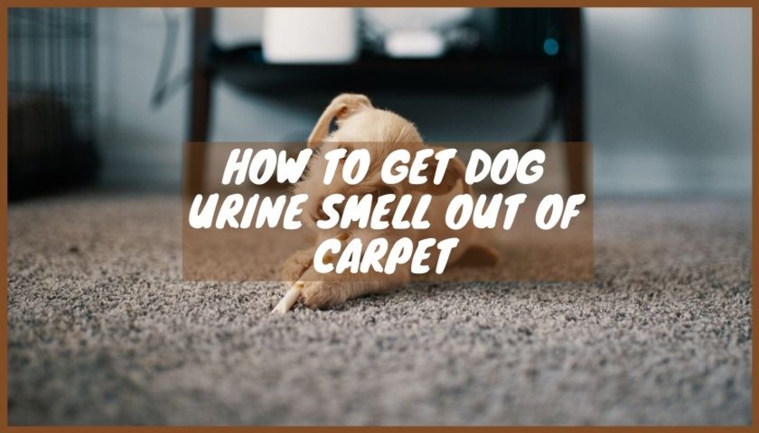 How to Get Dog Urine Smell Out of Carpet | 3 Effective Ways - How To Get Dog Pee Smell Out Of Carpet