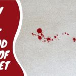 how get blood out of carpet