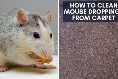 How to Clean Mouse Droppings from Carpet | 7 Safest Steps