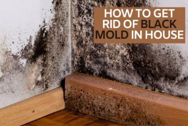 How To Get Rid Of Black Mold In House | Expert’s Solution