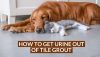 How to Get Urine Out of Tile Grout | Easily & Effectively
