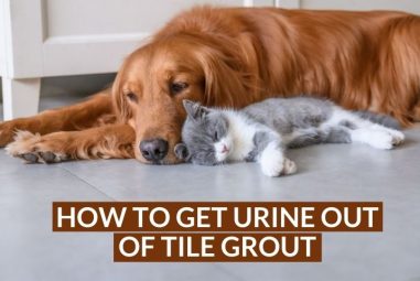 How to Get Urine Out of Tile Grout | Easily & Effectively