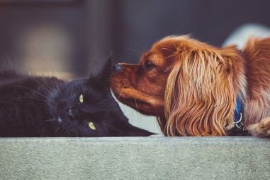 How to Keep House Smelling Good With Pets | Complete Guide