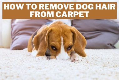 How to Remove Dog Hair from Carpet | With & Without a Vacuum