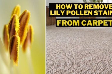 How to Remove Lily Pollen Stains from Carpet | Complete Guide