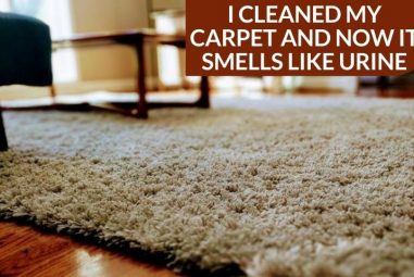 I Cleaned My Carpet and Now It Smells Like Urine | Why & How