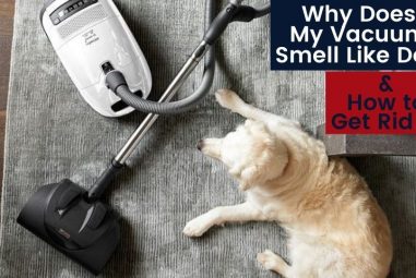 Why Does My Vacuum Smell Like Dog & How to Get Rid of