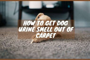 How to Get Dog Urine Smell Out of Carpet | 3 Effective Ways