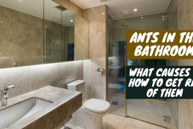 What Causes Ants In The Bathroom & How To Get Rid Of Them?